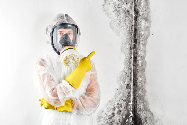 Mold Documentation for Insurance Claims in Greene, RI